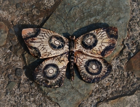 Butterfly  2018 JBH