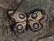 Butterfly  2018 JBH